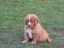 Ps� plemena:  > Novoskotsk� retr�vr (Nova Scotia Duck Tolling Retriever)
