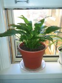 :  > Obdob� klidu (Plants during hibernation)