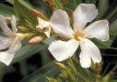 :  > Oleandr obecn� (Nerium oleander)