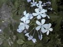:  > Olov�nec ou�kat� (Plumbago auriculata)