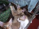 :  > Orient�ln� dlouhosrst� ko�ka - jav�nsk� (Oriental Longhair (Jav�nka))