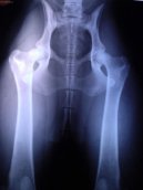 Ps� plemena:  > Ortopedie - DKK (Veterin�rn� z�kroky)