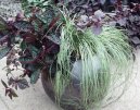 :  > Ost�ice (Carex morrowii Variegata)