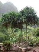 :  > Pand�n (Pandanus)