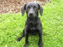 Patterdale teri�r