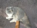 :  > Persk� ko�ka (Persian Cat)