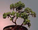 :  > P�stov�n� bonsaj� (Bonsai)