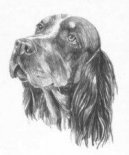 Ps� plemena:  > Pikardsk� oha� dlouhosrst� (Picardy Spaniel)