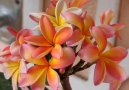 :  > Plum�rie (Plumeria alba)
