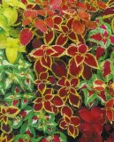 :  > Pochvatec ozdobn�, koleus, africk� kop�iva (Coleus blumei)
