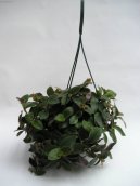 :  > Pod�nka, tradeskancie (Tradescantia)