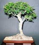 :  > Pokojov� jasan (Fraxinus uhdeii)