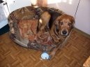 Ps� plemena:  > Polsk� ogar (Ogar Polski, Polish Hound)