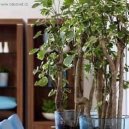 Pokojov� rostliny:  > St�novka (Polyscias)