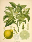 :  > Pomeran�ovn�k Sladk� (Citrus aurantium)