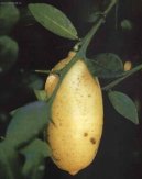 :  > Pomeran�ovn�k (Citrofortunella mitis)