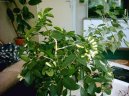 :  > Pomeran�ov� jasm�n (Murraya paniculata)