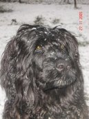 Ps� plemena:  > Portugalsk� vodn� pes (Portuguese Water Dog)