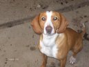 Ps� plemena:  > Pos�vsk� honi� (Posavac Hound, Scent hound)