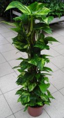 Pokojov� rostliny: Pop�nav� rostliny > Potos (Scindapsus)