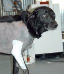 P�edopera�n� vy�et�en� - pes