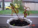 Probl�my p�i p�stov�n� pokojov�ch rostlin