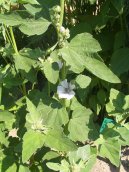 Proskurn�k L�ka�sk�