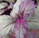 Pokojov� rostliny:  > Prota�itka (Gynura)