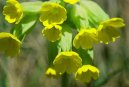 Pokojov� rostliny:  > Prvosenka Jarn� (Primula veris L.)