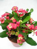 Pokojov� rostliny:  > Pry�ec z��iv�, �Kristova koruna� (Euphorbia milii)