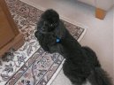 Ps� plemena:  > Pudl (Poodle, Caniche)