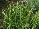 Pokojov� rostliny:  > Pu�kvorec (Acorus)