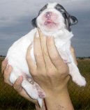 Ps� plemena:  > Pyrenejsk� horsk� pes (Pyrenean mountain dog)