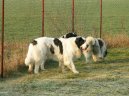Ps� plemena:  > Pyrenejsk� mastin (Pyrenean Mastiff, Mastin de los Pirineos)