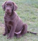 Rady chovatel�m ps�