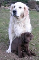 :  > Rady chovatel�m ps�