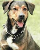 Rakousk� kr�tkosrst� pin�