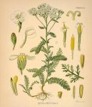 :  > �eb���ek obecn� (Achillea millefolium)