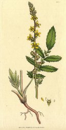:  > �ep�k L�ka�sk� (Agrimonia eupatoria)
