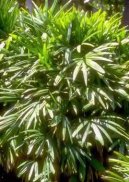 Rhapis, palmenka n�zk�