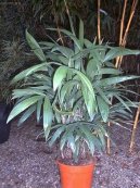 Rhapis, palmenka n�zk�