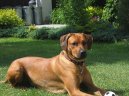 :  > Rhod�sk� ridgeback, Rhod�zsk� ridgeback (Rhodesian Ridgeback)