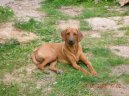 Fotky: Rhod�sk� ridgeback, Rhod�zsk� ridgeback (foto, obrazky)