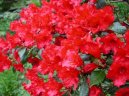Pokojov� rostliny:  > Rododendron, Azalka (Rhododendron, Azalea)