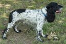 :  > Rusk� �pan�l (Russkij Ochotni�ij Spaniel, Russian Spaniel)