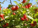 :  > R��e ��pkov� (Rosa canina L)