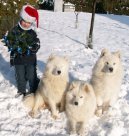 Ps� plemena:  > Samojed (Samojedskaja Sobaka)