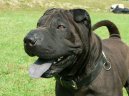 Ps� plemena:  > �arpej (Shar-Pei)