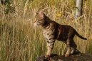 :  > Savanov� ko�ka (Savannah Cat)