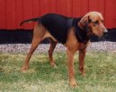 Ps� plemena:  > Schiller�v honi� (Schillerstovare, Schiller Hound)
